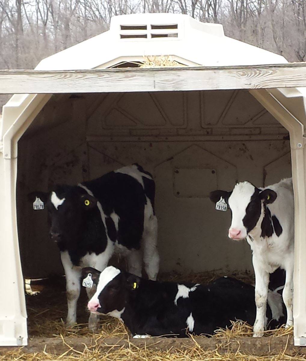 Calves & Veal Jones Feed Mills Ltd.